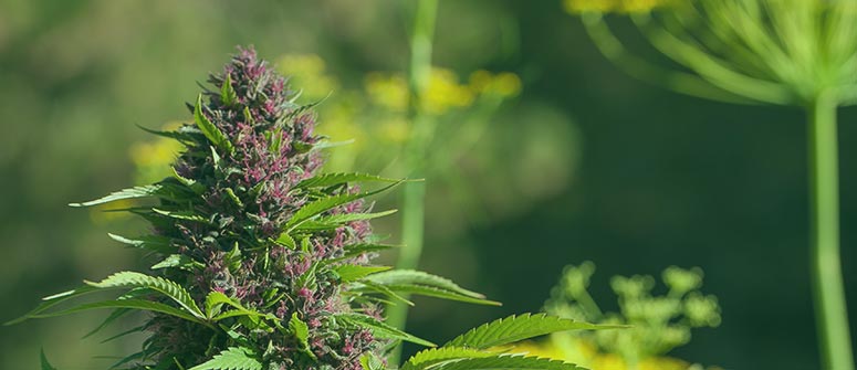 Why are companion plants good for cannabis?